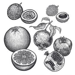 浆果和水果集。逼真的柚子、石榴