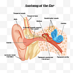 人耳医学解剖结构插图