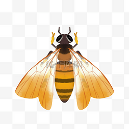 昆虫动物蜜蜂