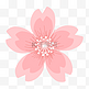 白色花蕊粉色樱花