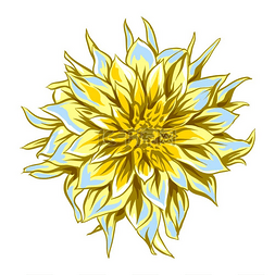 大丽丽图片_蓬松的黄色大丽花的插图。