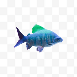 热带摄影图自然鱼