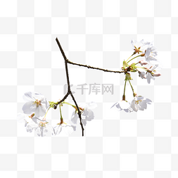 白色天花板图片_春天花卉花瓣白色樱花