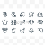 人体器官线图标。线性集。优质病媒谱系，如肝脏、胆囊、尿液、血细胞、心脏、牙齿、子宫、骨骼、胃