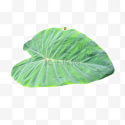 热带树木图片_海芋热带叶片自然树叶植物