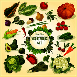 健康的有机蔬菜和香草图标，包括