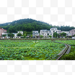 广州东塔图片_广州市花都区红山村荷花池