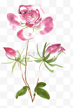 粉红色水墨图片_盛开的蔷薇花