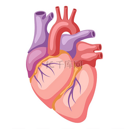 人类器官图片_心脏内部器官的插图人体解剖学医