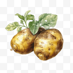 六一挖洋芋图片图片_农业种植果蔬土豆