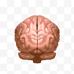 脑子真人图片_人体组织器官大脑