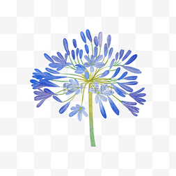 百子莲浅蓝色花蔟水彩花卉