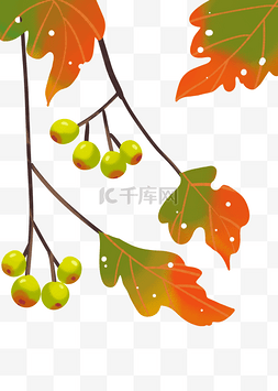 秋天秋分节气二十四节气果实树枝