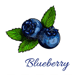 素蓝色图片_蓝莓果实隔离草图健康的天然蓝色