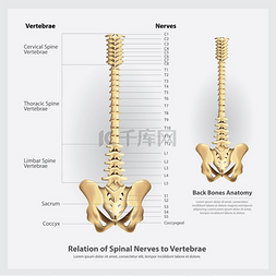 脊髓神经和脊椎节段及根矢量图解
