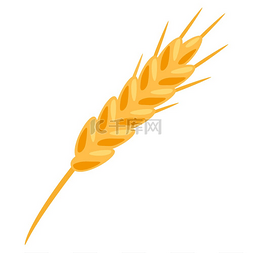 金色麦穗图片_小麦插图具有天然金色大麦或黑麦