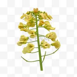 植物黄色油菜花叶子特写