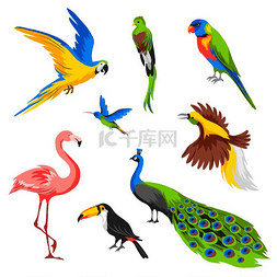 野生鸟类图片_一套热带异国情调的鸟类。