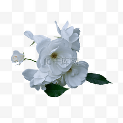 玫瑰特写礼物白色花朵