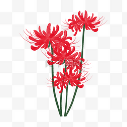 红满洲藏红花