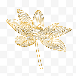 花朵金边图片_手绘线描荷花