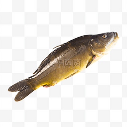 新鲜生鲜黄河鲈鱼