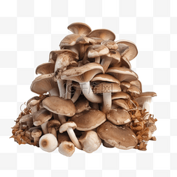 手绘蔬菜蘑菇插画图片_卡通手绘蔬菜蘑菇菌菇