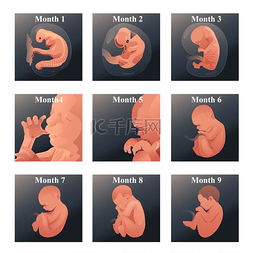 妇科孕妇图片_子宫内婴儿系列的矢量插图