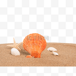 海滩夏日图片_沙滩扇贝贝壳