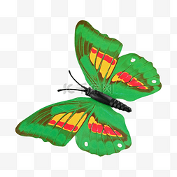 蝴蝶绿色翅膀