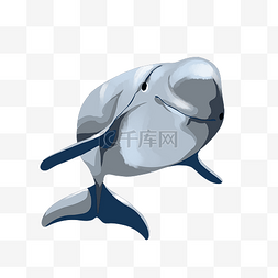 游动海豚图片_哺乳动物江豚