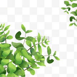 植物尤加利叶图片_春天绿色植物背景水彩尤加利叶边