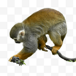 黄色皮毛动物松鼠猴