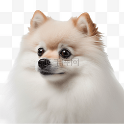 狗图片_博美狗犬类动物白色摄影