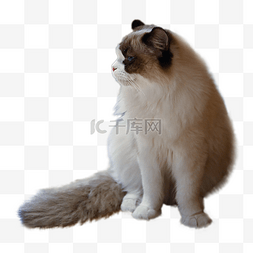 蓬松胡须条纹猫
