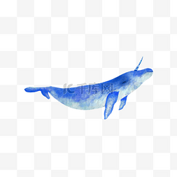 独角鲸水彩生物蓝色