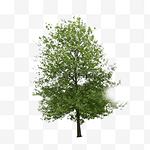 栎树生态户外环境植物