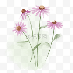 紫锥菊图片_紫锥花水彩质感花卉