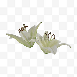 百合白色装饰植物