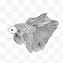 金鱼png图片_海洋生物线描小鱼