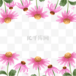 紫锥菊叶子图片_紫锥花水彩花卉植物边框