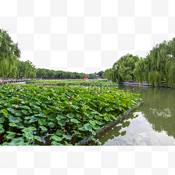 夏天荷花池图片_北京地标荷花池北海公园