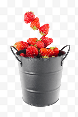 采摘草莓一桶草莓