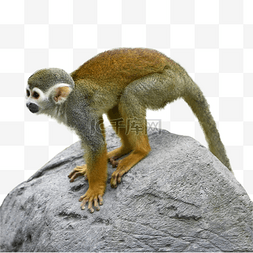 猿猴图片_黄色自然动物松鼠猴