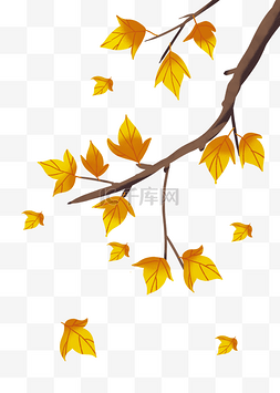 秋天秋分节气二十四节气树枝梧桐