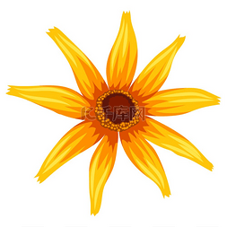 黄色菊花瓣图片_露背菊的插图美丽的秋季装饰植物