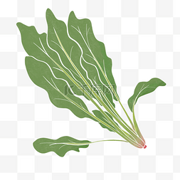 菠菜画图片_简约风格绿色素食菠菜剪贴画