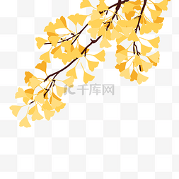 秋天银杏树树叶植物叶子