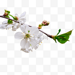 盆栽大型植物图片_白色梨花花苞