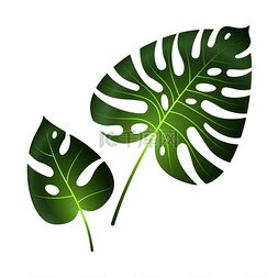 热带绿色大叶子图片_热带的蒙斯特拉树叶丛林棕榈植物